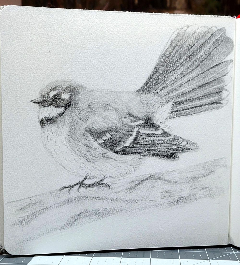 Fantail - image 1 - student project