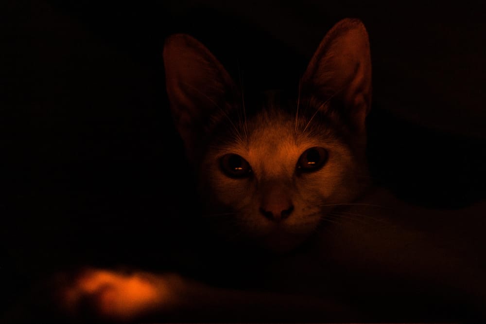 RedLowLightCat - image 1 - student project