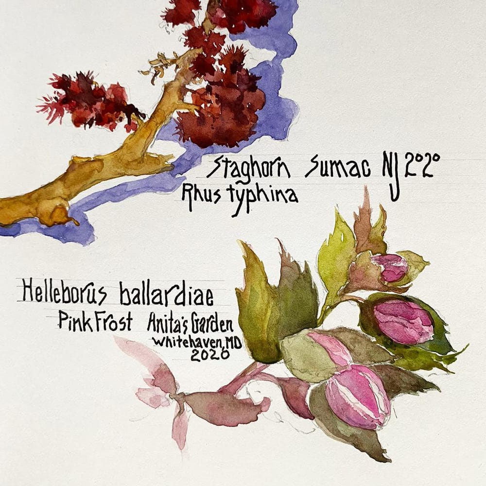 Black Walnut Husks and Perpetual Plant Journal - image 1 - student project
