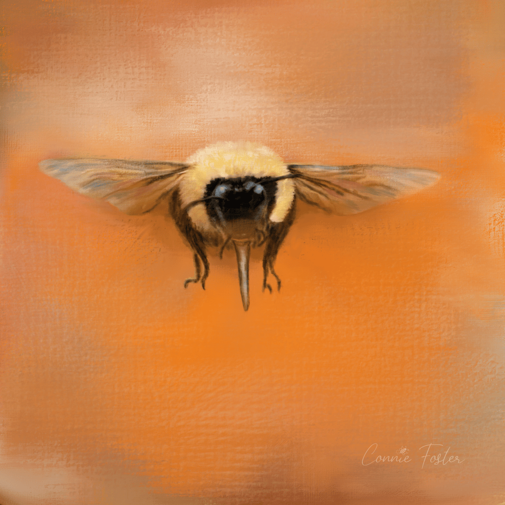 Jai's Bumblebee - image 1 - student project