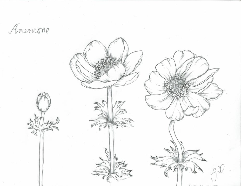 100 Days of Florals 2020 - image 7 - student project