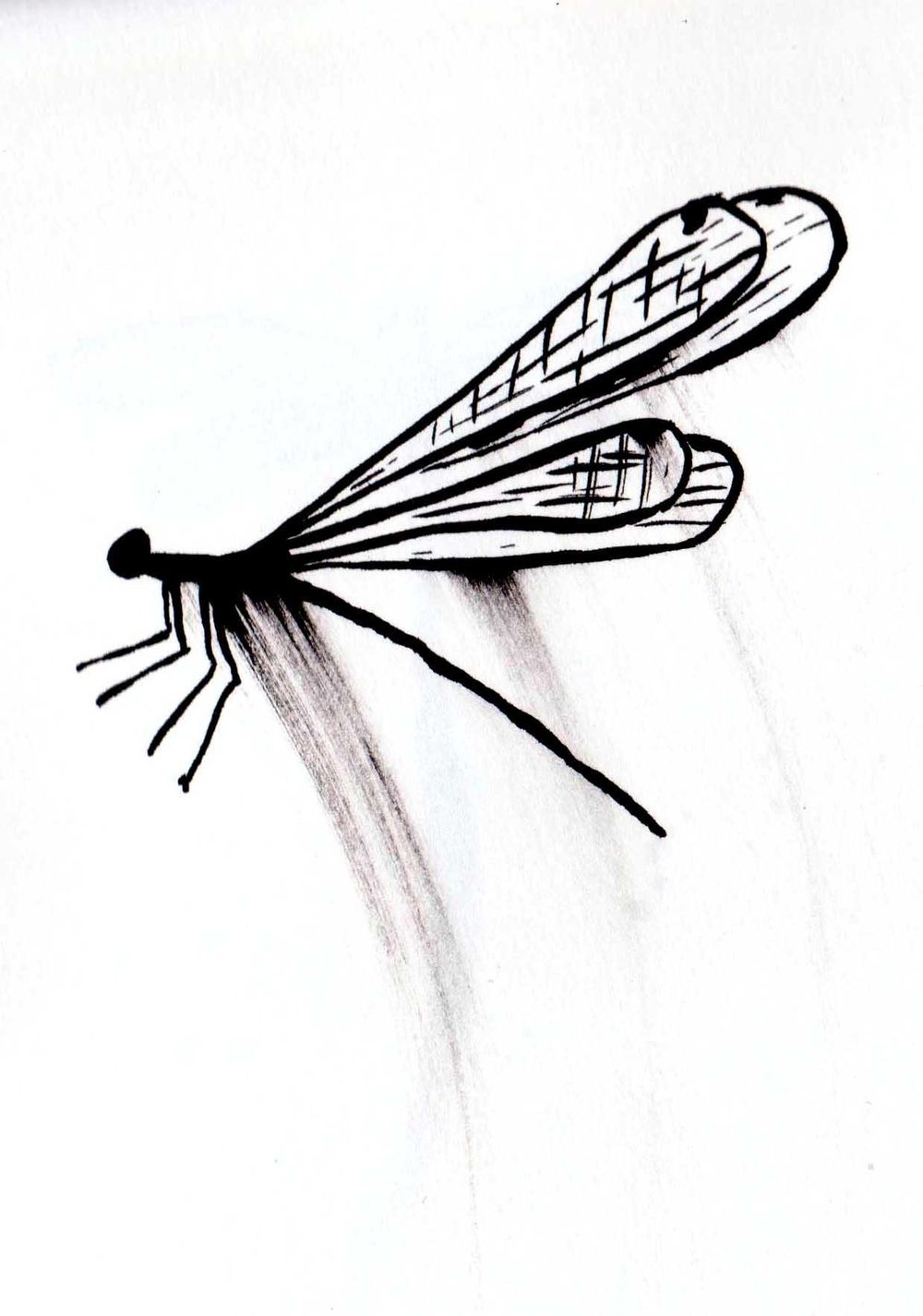 Dragonflies - image 2 - student project