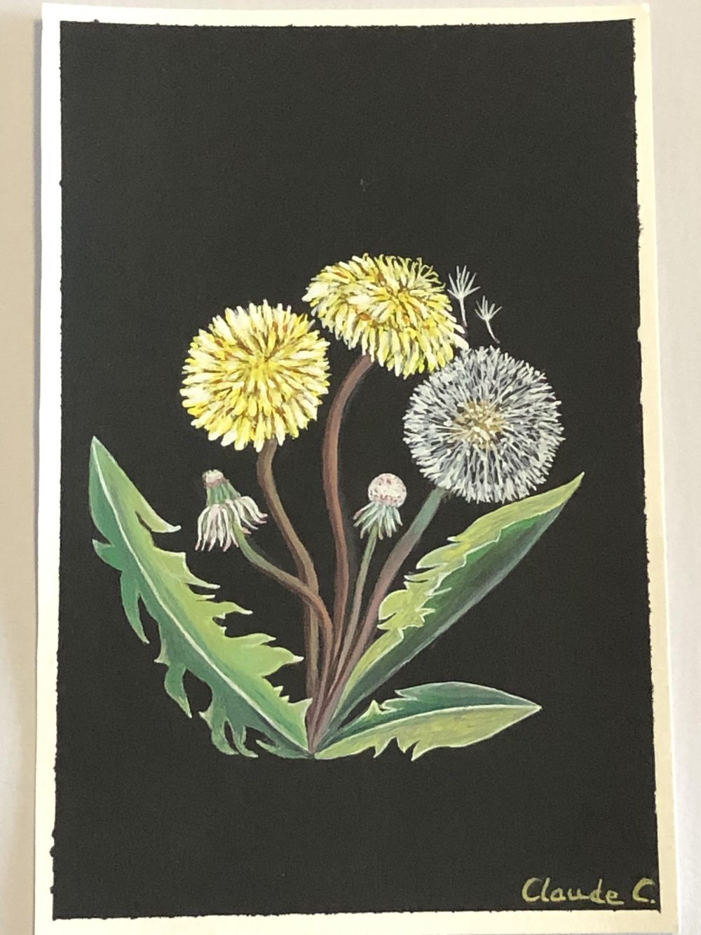 Dandelion; gouache on black gouache background - image 2 - student project