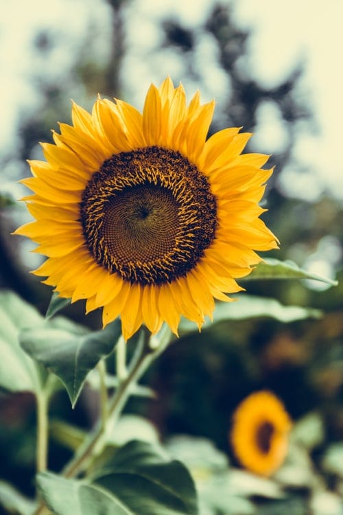 Oil Pastel Sunflower - image 2 - student project