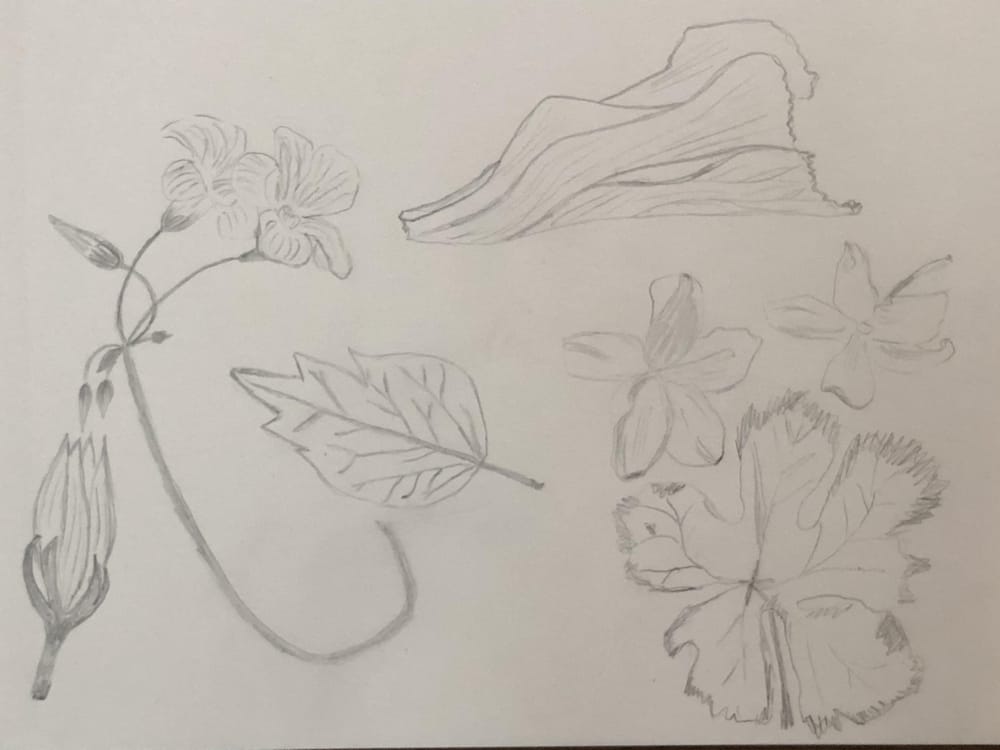 Inspiration from my yard in Greece - image 3 - student project