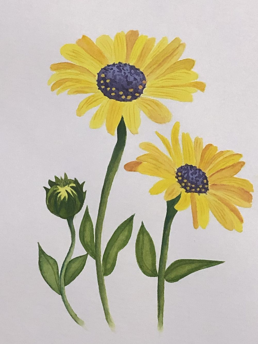 Yellow Daisies in watercolor - image 1 - student project