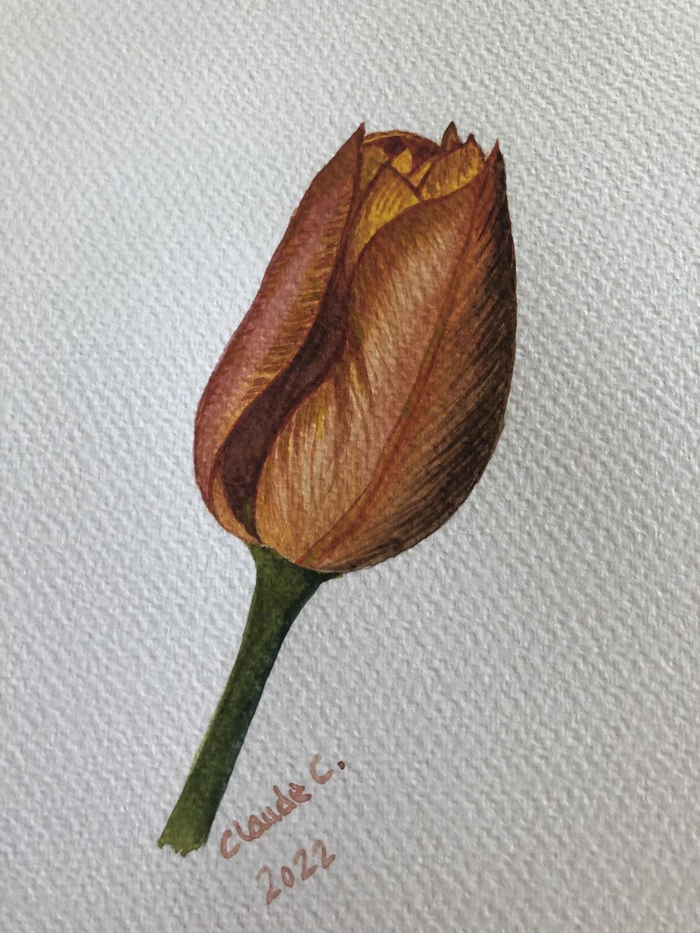 Detailed watercolor tulip - image 1 - student project