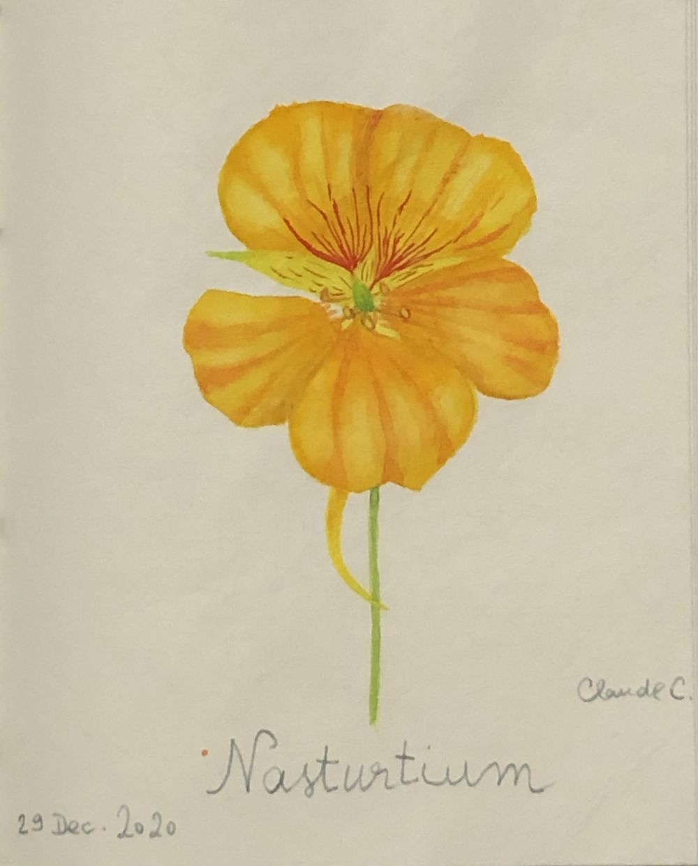 Nasturtium Flower - image 1 - student project