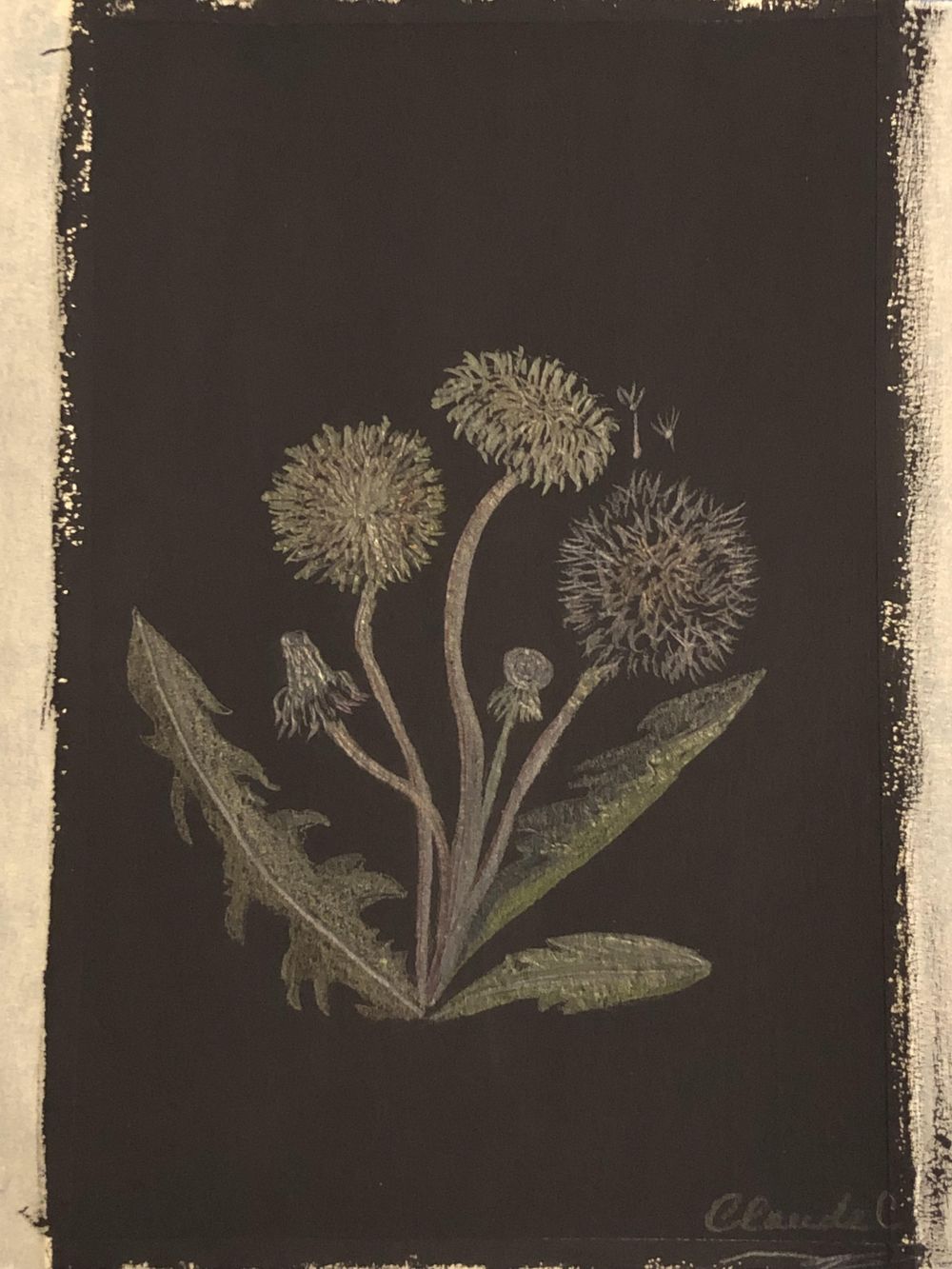 Dandelion; gouache on black gouache background - image 1 - student project