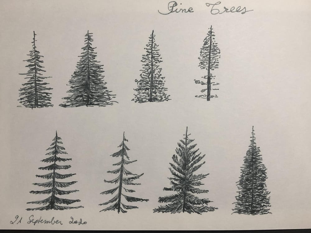 Pine Trees - image 1 - student project