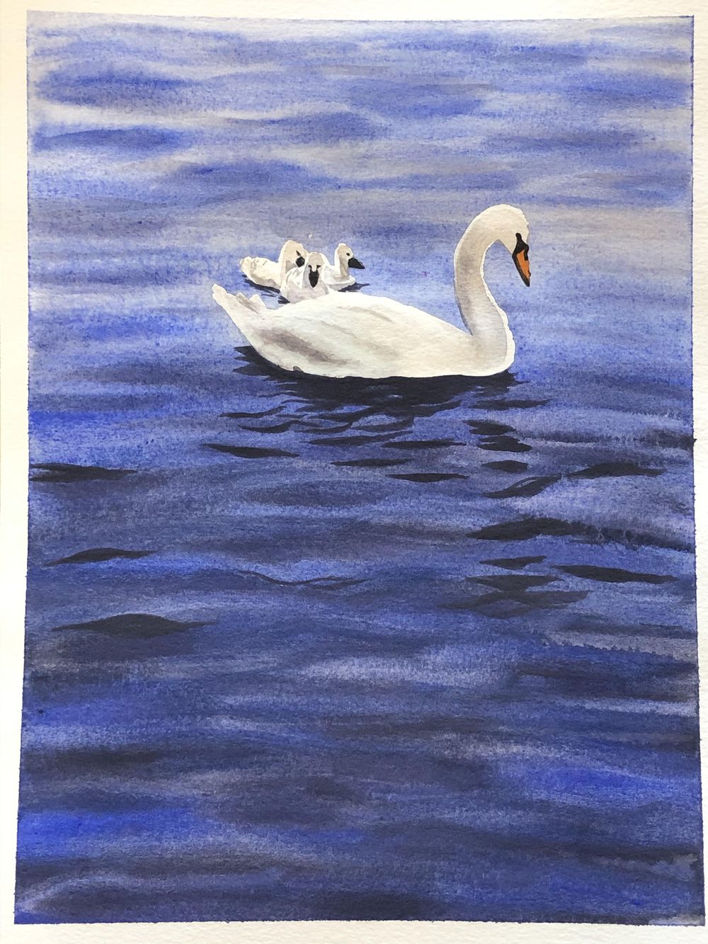 Swans! - image 1 - student project