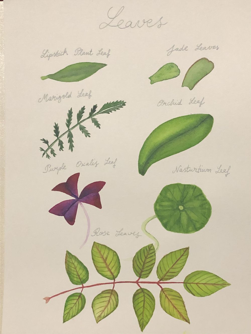 Watercolor Leaves and Oxalis - image 1 - student project