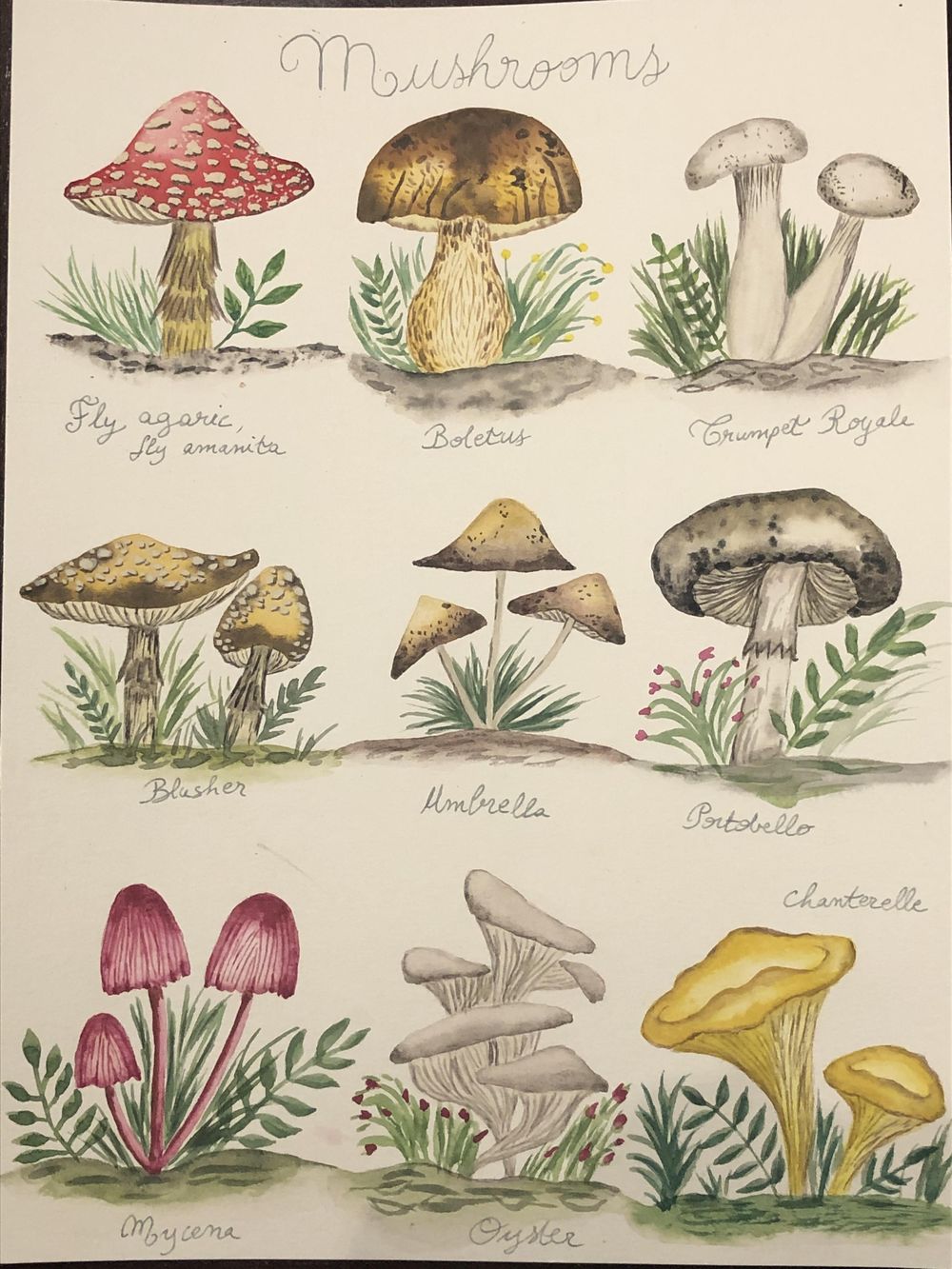 Mushrooms! - image 1 - student project