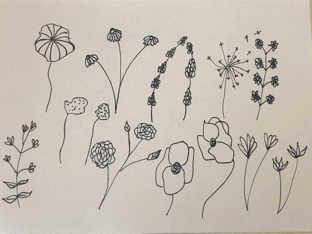 Botanical Line Drawing - image 2 - student project