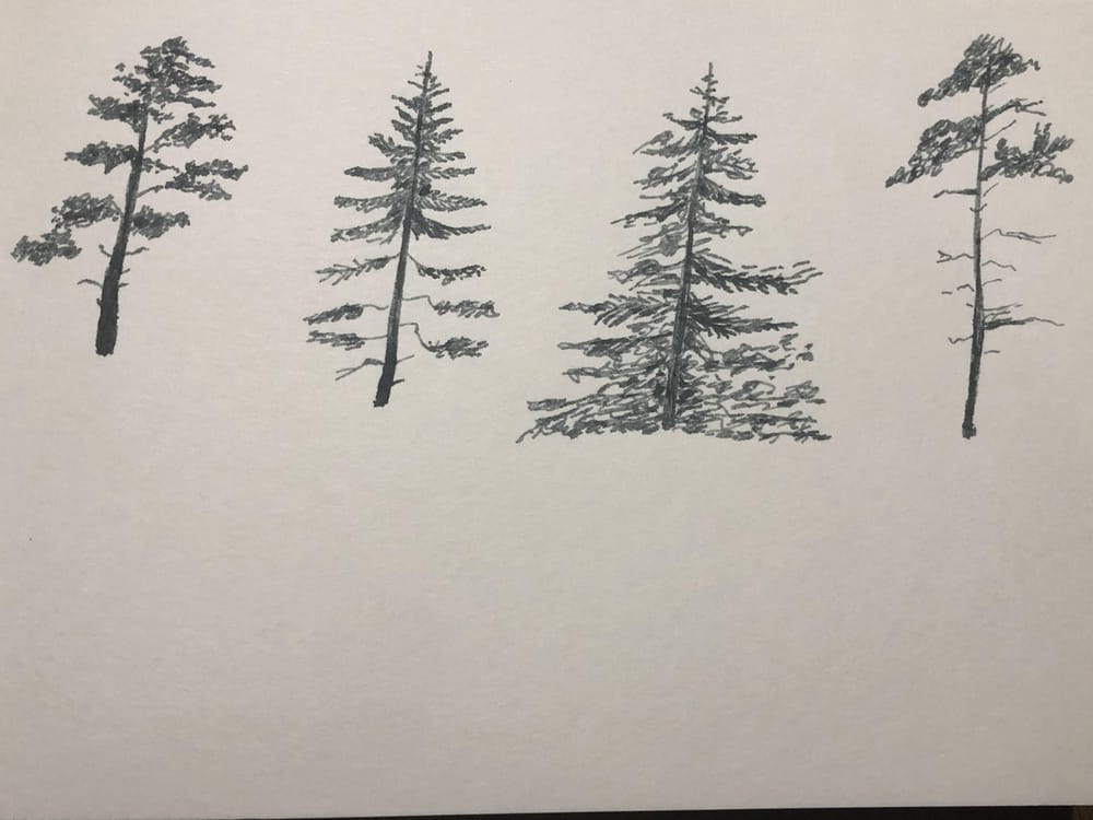 Pine Trees - image 2 - student project