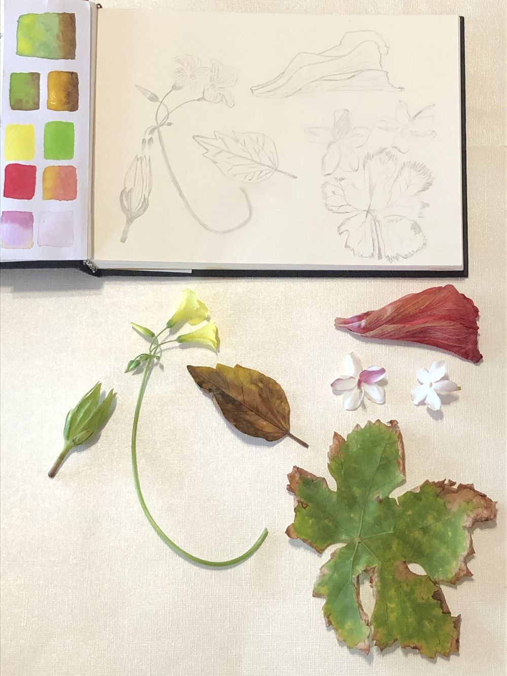 Inspiration from my yard in Greece - image 4 - student project