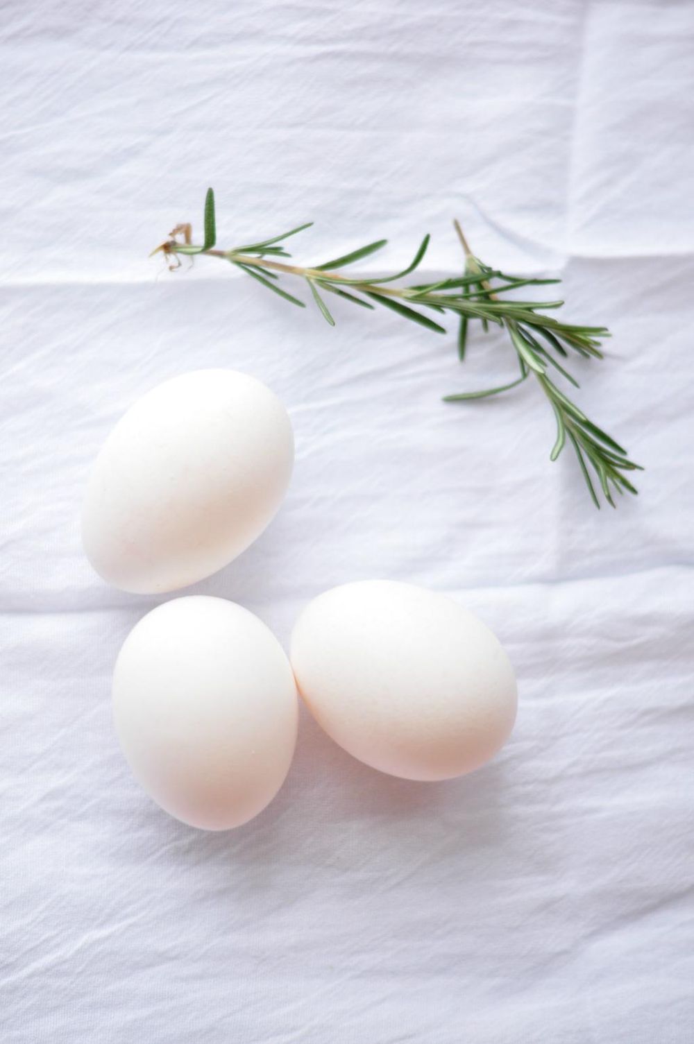 Simple Eggs - image 1 - student project