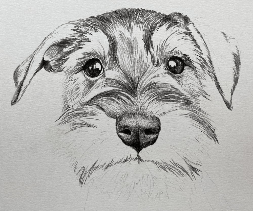 Work in Progress: Schnauzer Dog - image 2 - student project