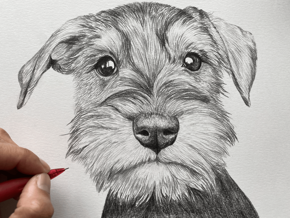 Work in Progress: Schnauzer Dog - image 3 - student project