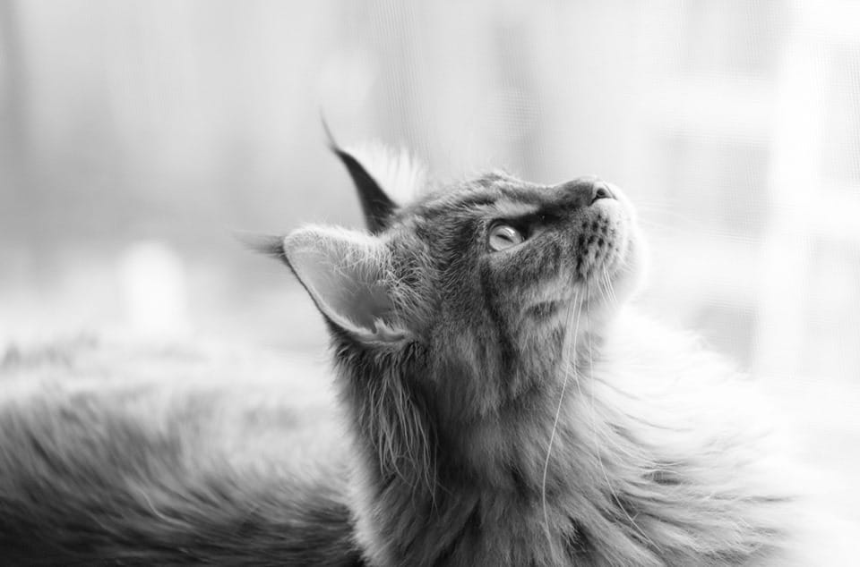 Floki - Maine Coon - image 2 - student project