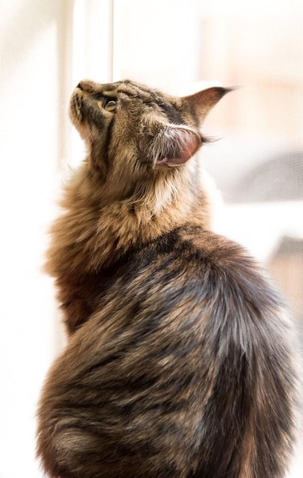 Floki - Maine Coon - image 1 - student project
