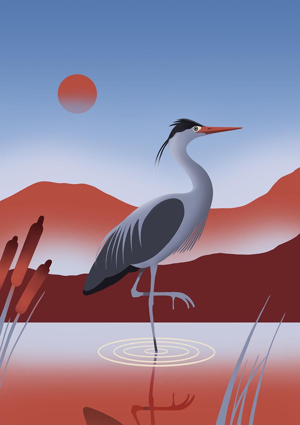 Great Blue Heron - image 1 - student project