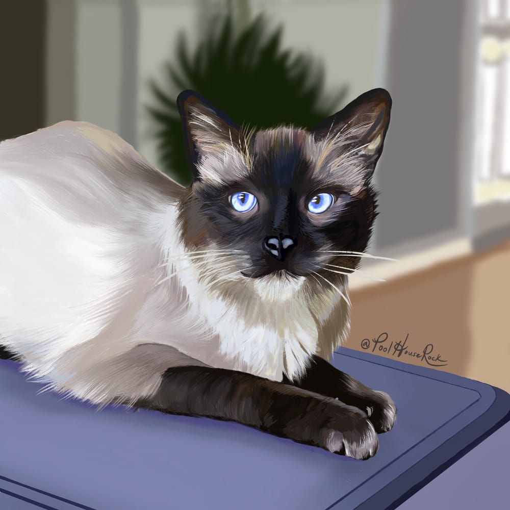 My cat Calvin - image 1 - student project