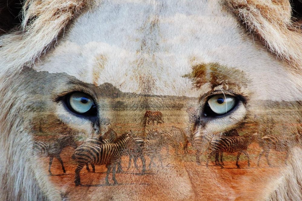 Content is King, but Lions rule the savana - image 1 - student project