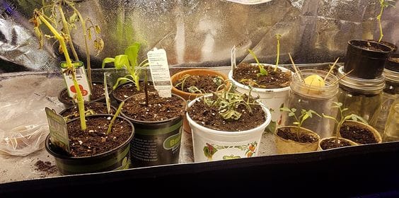 The Beginnings of a Seed Starting Shelf... - image 1 - student project