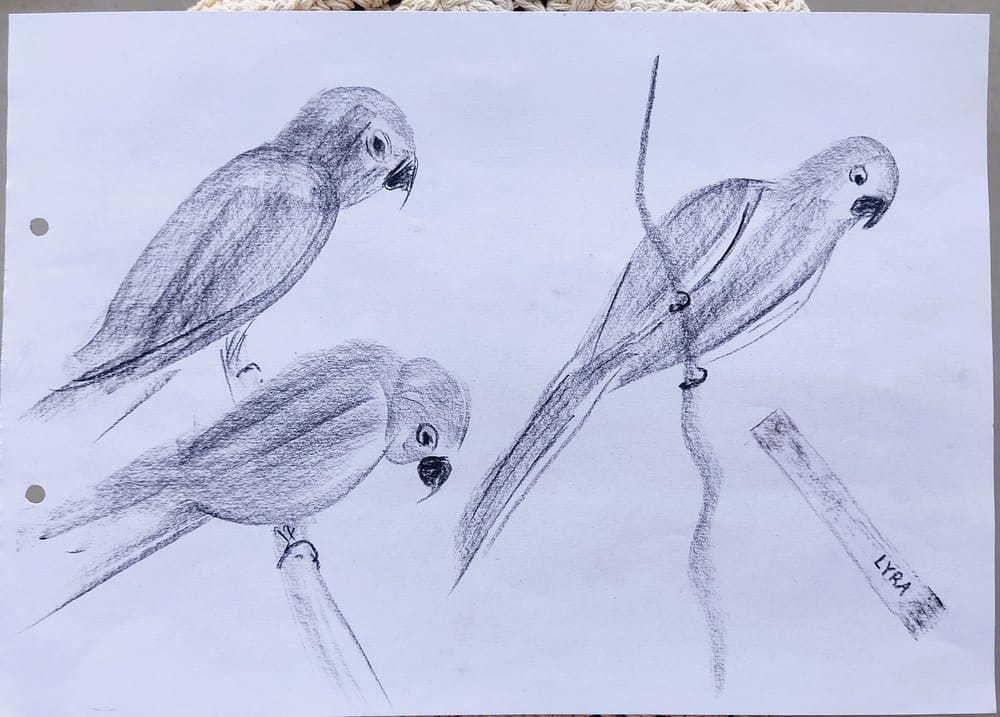 Capture the Essence: Loose Sketching with Shapes - image 2 - student project