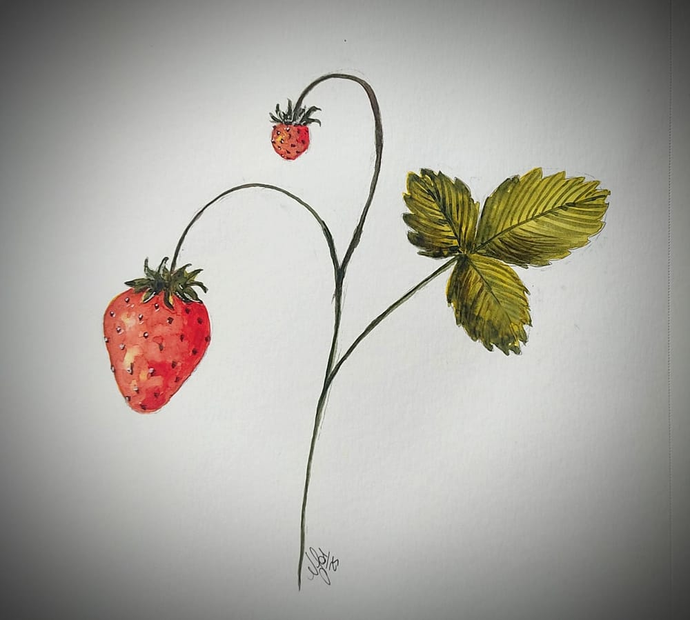 Easy watercolor strawberry - image 1 - student project