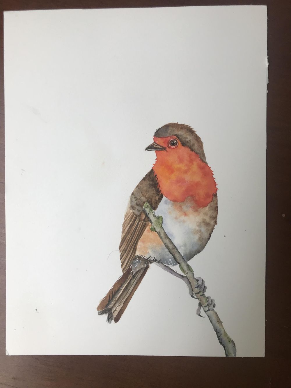 My Robin - image 1 - student project