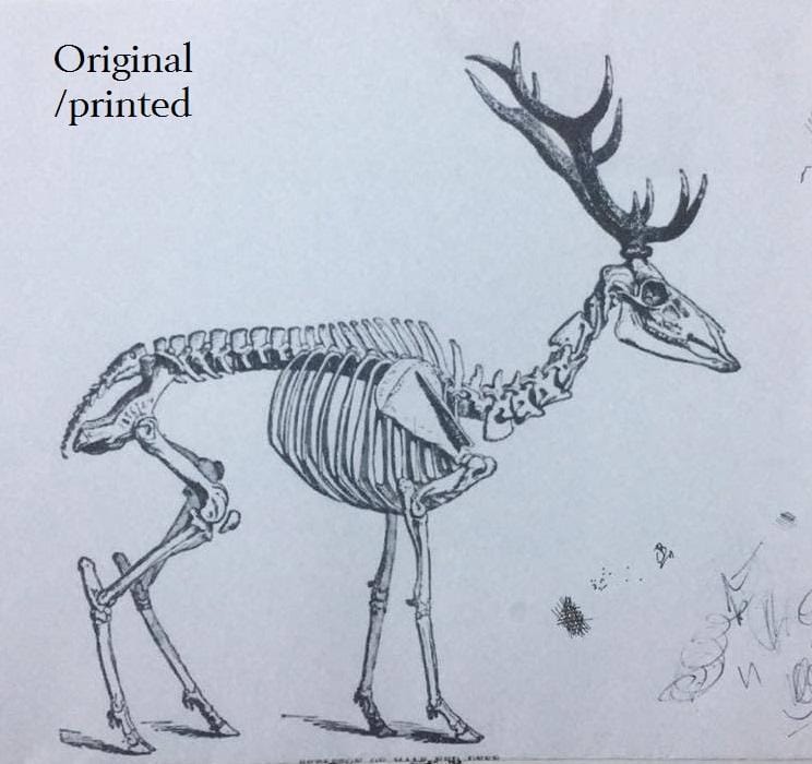 Red Deer Skeleton - image 1 - student project