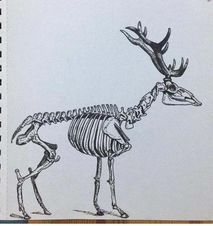 Red Deer Skeleton - image 2 - student project