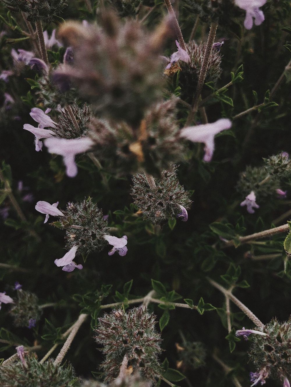 The plant, but also what's around! - image 1 - student project