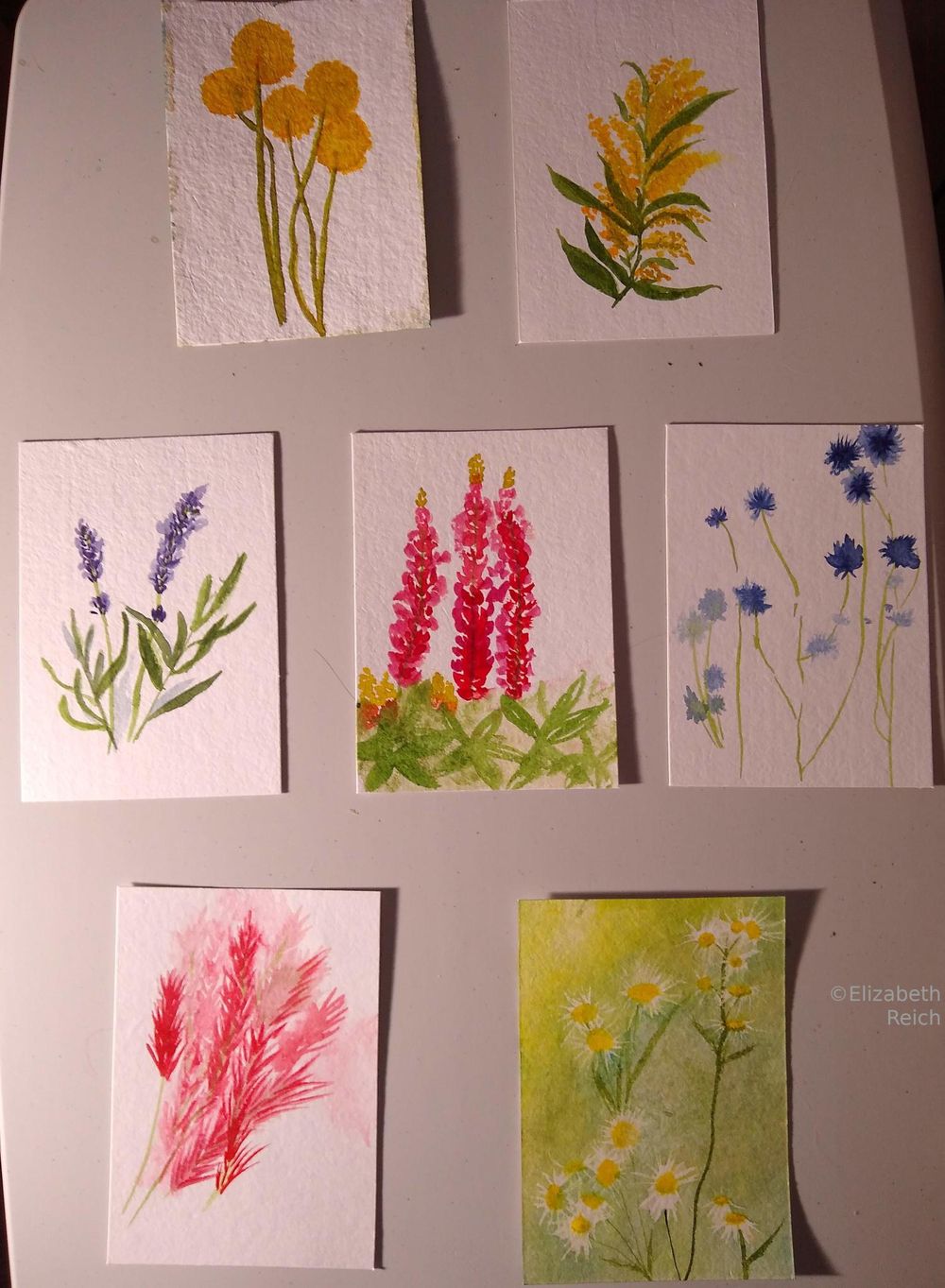7 days of Flower Marks - image 1 - student project