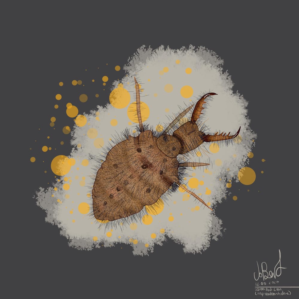 100 illustrated bugs! - image 21 - student project