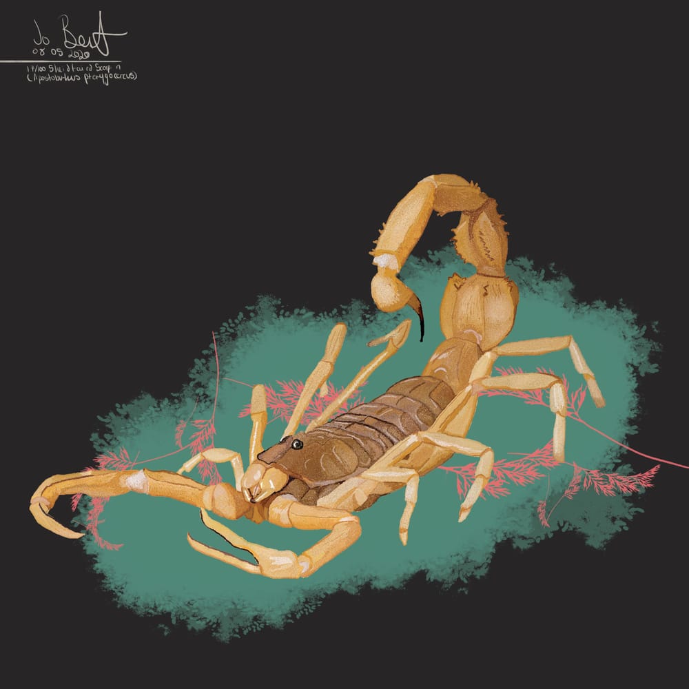 100 illustrated bugs! - image 18 - student project