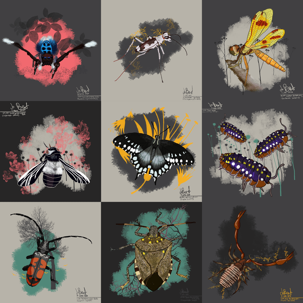 100 illustrated bugs! - image 24 - student project