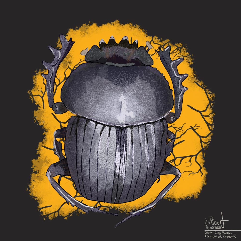 100 illustrated bugs! - image 22 - student project