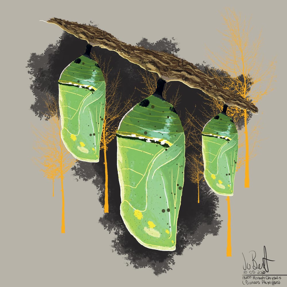 100 illustrated bugs! - image 19 - student project