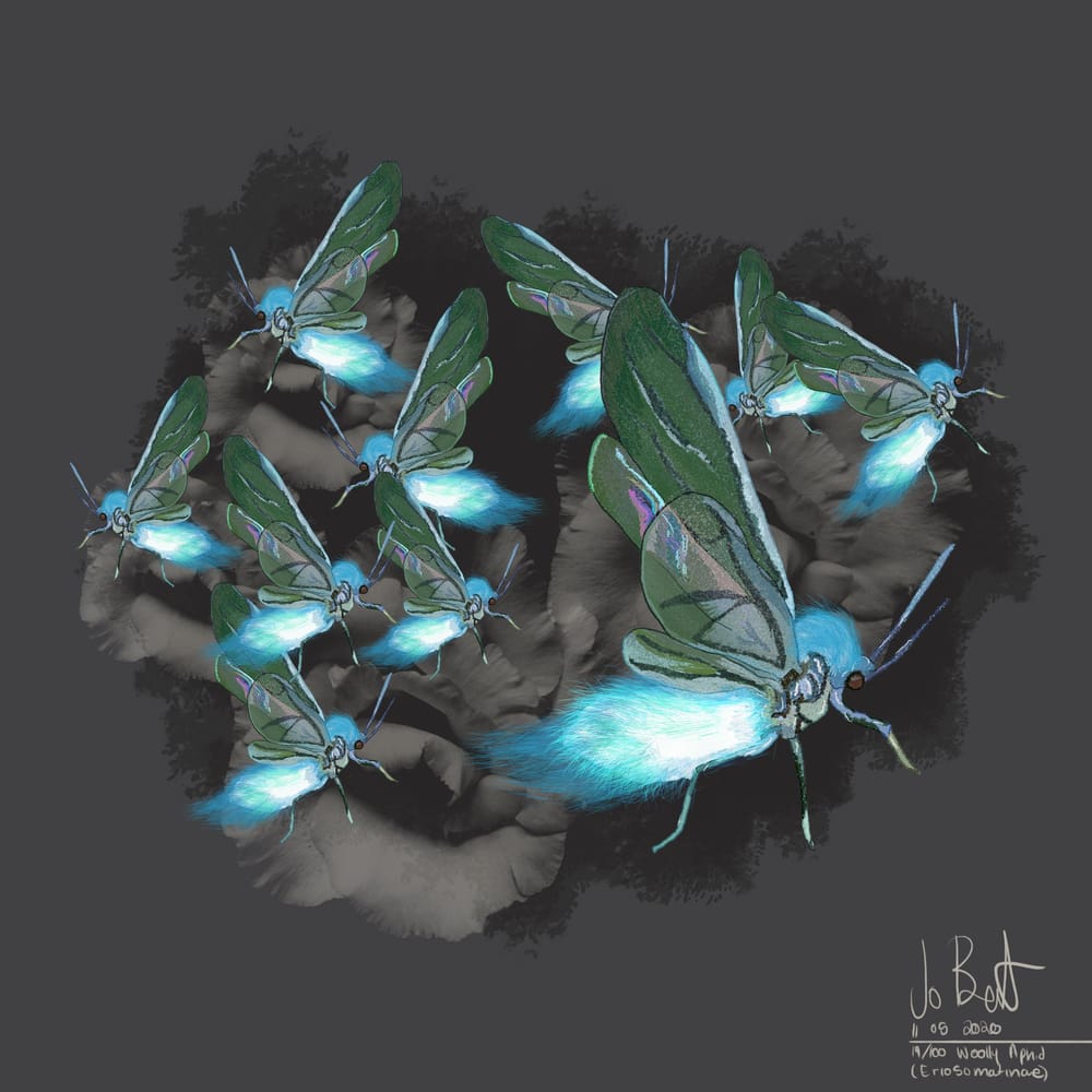100 illustrated bugs! - image 20 - student project