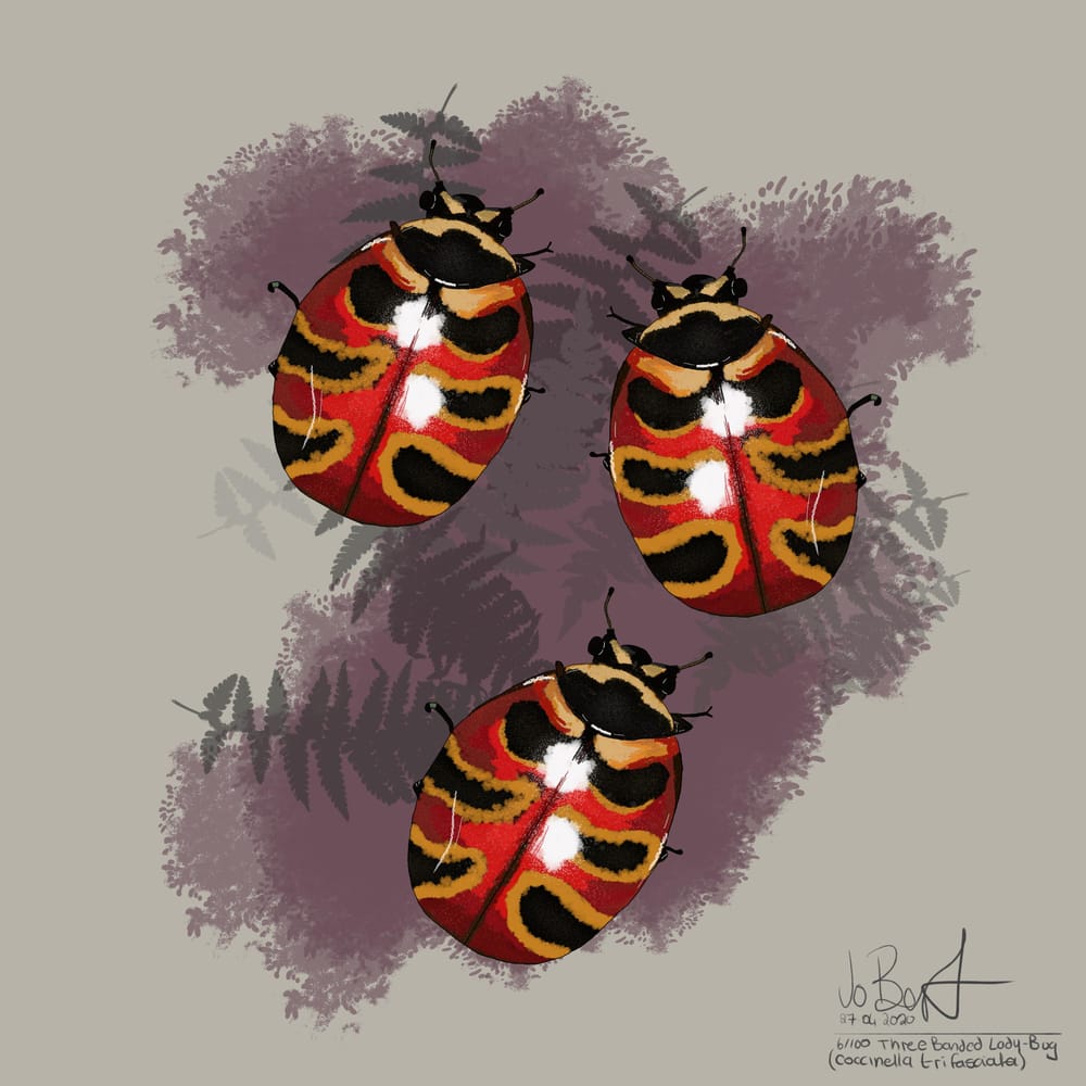 100 illustrated bugs! - image 7 - student project