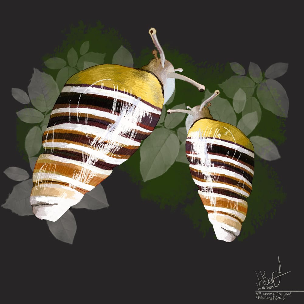 100 illustrated bugs! - image 10 - student project