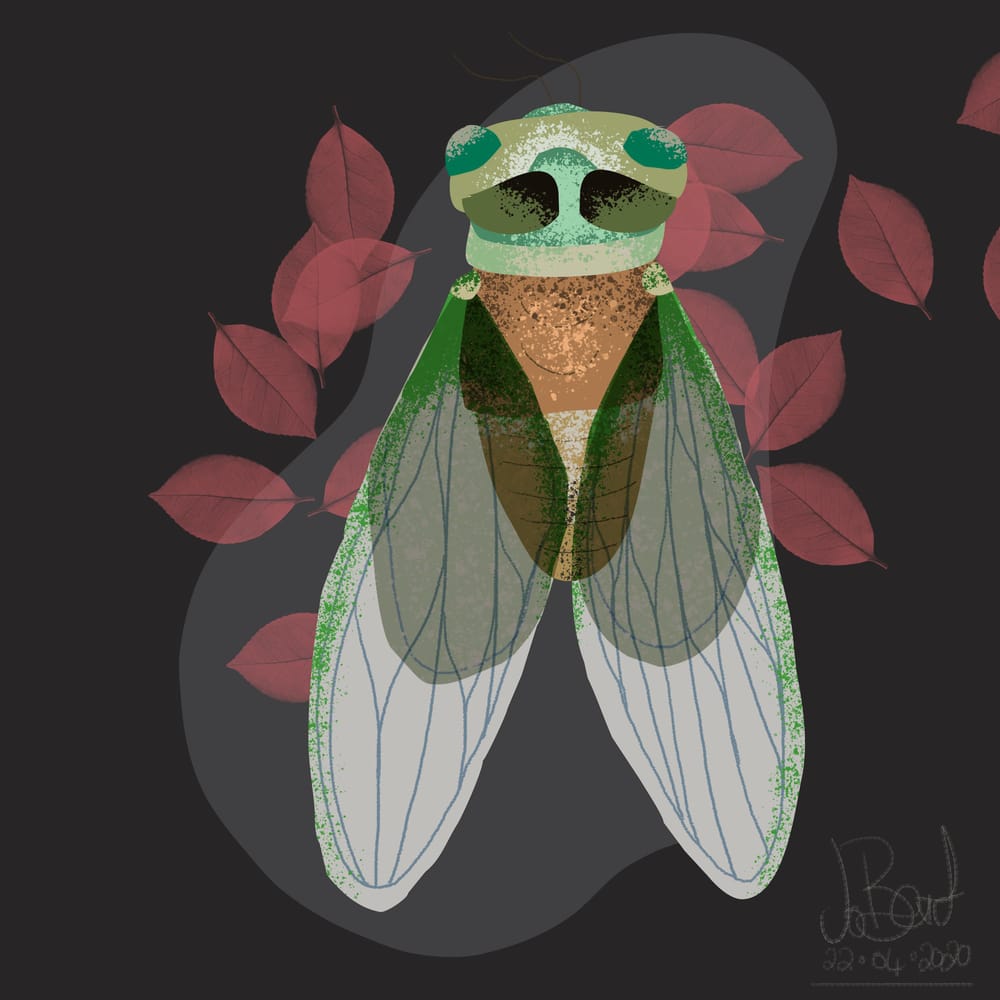 100 illustrated bugs! - image 2 - student project