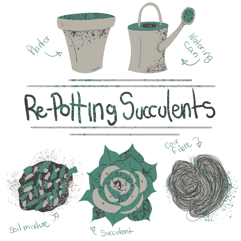 Succulents: re-potting with ideal soil - image 2 - student project