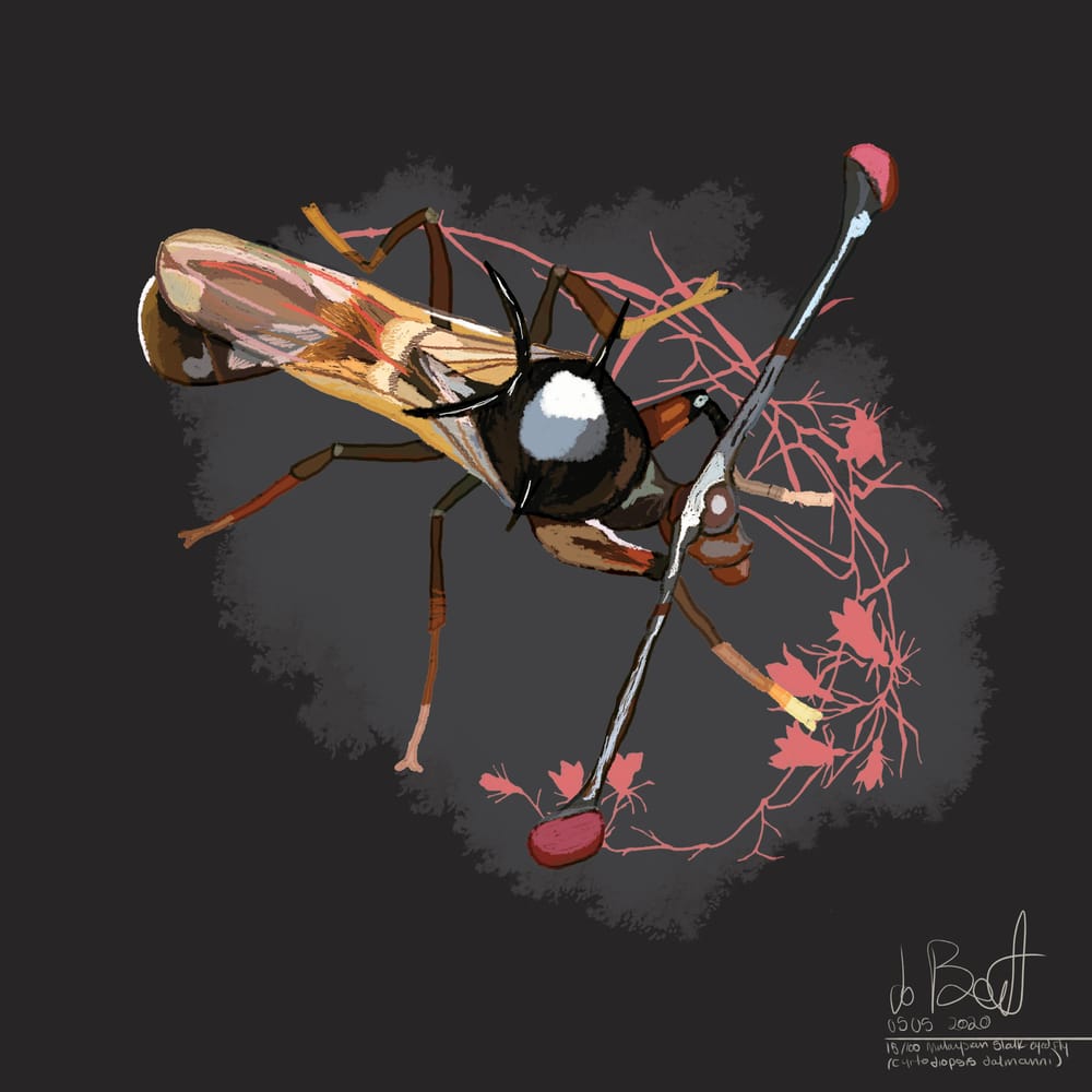 100 illustrated bugs! - image 16 - student project