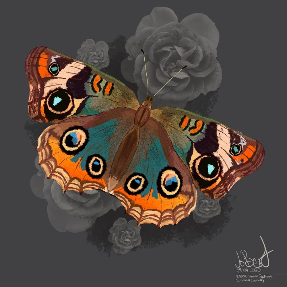 100 illustrated bugs! - image 9 - student project