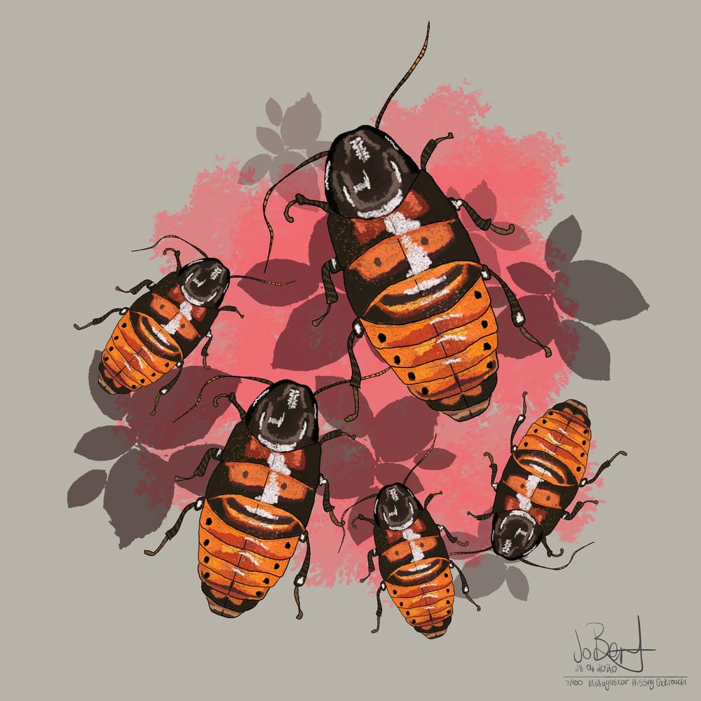 100 illustrated bugs! - image 8 - student project