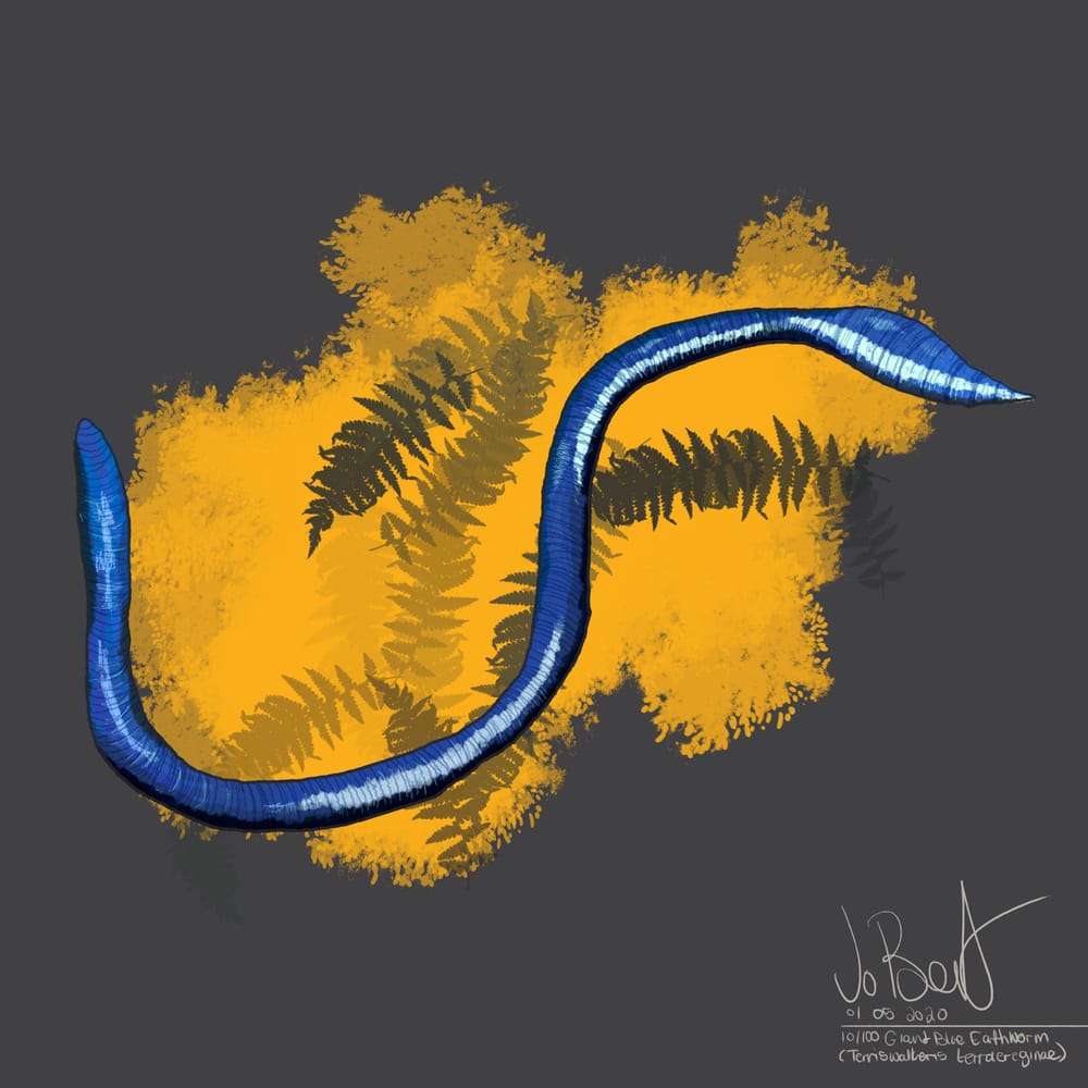 100 illustrated bugs! - image 11 - student project